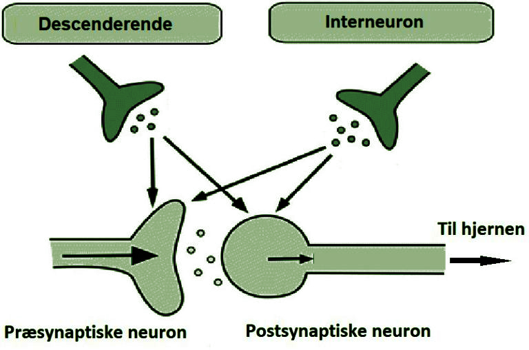 Gronne synapser - Smertefysiologi - Smertefribevægelse