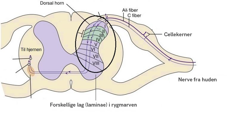 Laminae i rygmarven 768x384 1 - Smertefysiologi - Smertefribevægelse