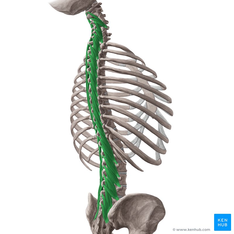 Multifidi Kenhub - Core-træning er overvurderet mod rygsmerter - Smertefribevægelse