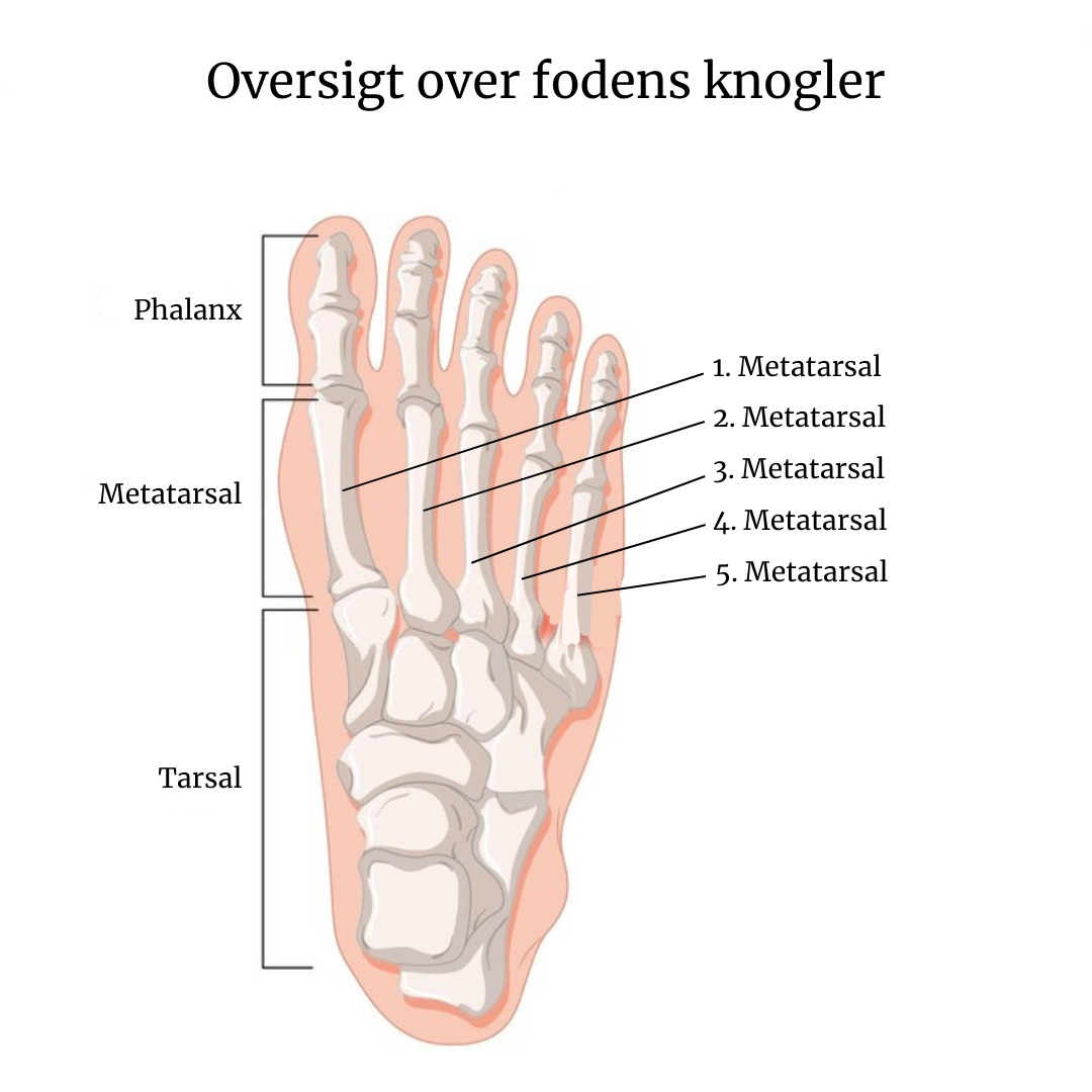 Oversigt over fodens knogler
